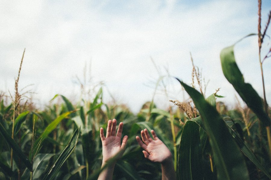 Agri-Solar und autarke Gewächshäuser - Make a better world - MABEWO AG informiert