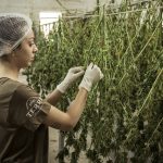 CANNATRON - Die Revolution für Anbauvereinigungen im Cannabissektor - MABEWO Phytopharm